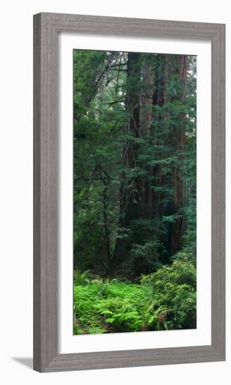 Old Growth Coast Redwood, Muir Woods National Monument, San Francisco Bay Area-Anna Miller-Framed Photographic Print