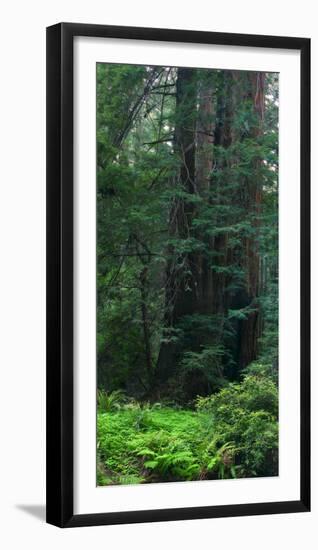 Old Growth Coast Redwood, Muir Woods National Monument, San Francisco Bay Area-Anna Miller-Framed Photographic Print