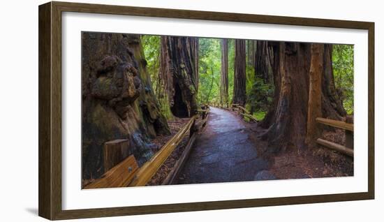 Old Growth Coast Redwood, Muir Woods National Monument, San Francisco Bay Area-Anna Miller-Framed Photographic Print