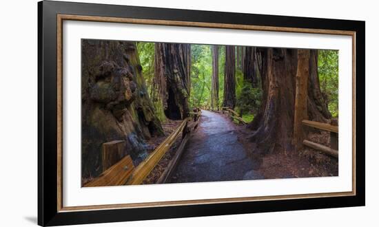 Old Growth Coast Redwood, Muir Woods National Monument, San Francisco Bay Area-Anna Miller-Framed Photographic Print