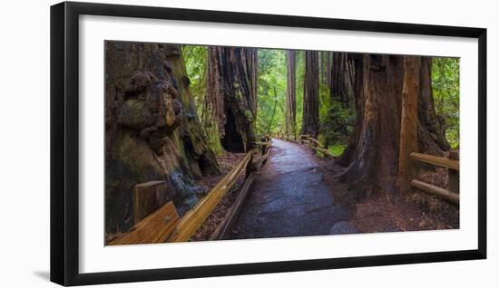 Old Growth Coast Redwood, Muir Woods National Monument, San Francisco Bay Area-Anna Miller-Framed Photographic Print