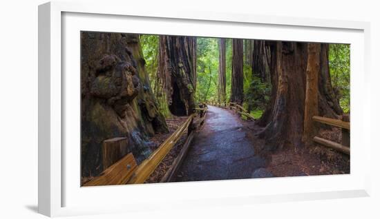 Old Growth Coast Redwood, Muir Woods National Monument, San Francisco Bay Area-Anna Miller-Framed Photographic Print