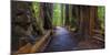 Old Growth Coast Redwood, Muir Woods National Monument, San Francisco Bay Area-Anna Miller-Mounted Photographic Print