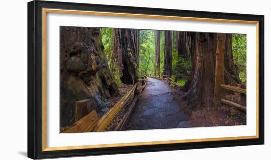 Old Growth Coast Redwood, Muir Woods National Monument, San Francisco Bay Area-Anna Miller-Framed Photographic Print