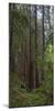 Old Growth Coast Redwood, Muir Woods National Monument, San Francisco Bay Area-Anna Miller-Mounted Photographic Print