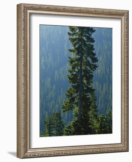 Old-Growth Forest Above Chinook Creek, Mount Rainier National Park, Washington, USA-Scott T. Smith-Framed Photographic Print