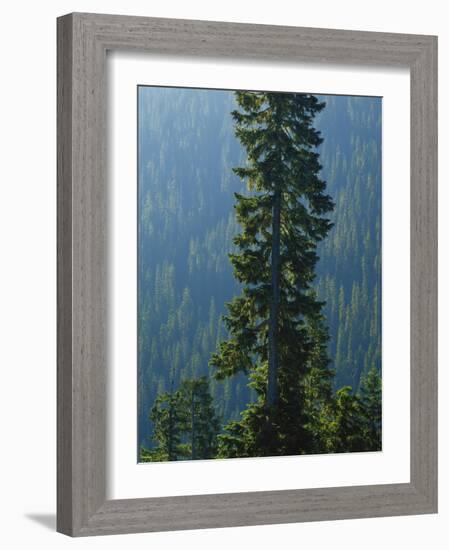 Old-Growth Forest Above Chinook Creek, Mount Rainier National Park, Washington, USA-Scott T. Smith-Framed Photographic Print