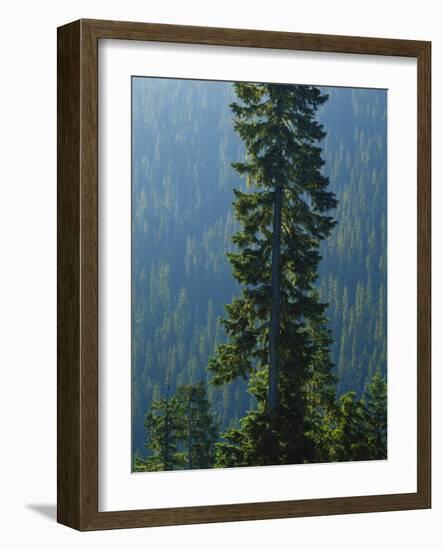 Old-Growth Forest Above Chinook Creek, Mount Rainier National Park, Washington, USA-Scott T. Smith-Framed Photographic Print