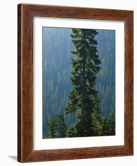 Old-Growth Forest Above Chinook Creek, Mount Rainier National Park, Washington, USA-Scott T. Smith-Framed Photographic Print