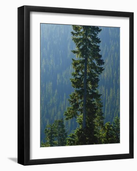 Old-Growth Forest Above Chinook Creek, Mount Rainier National Park, Washington, USA-Scott T. Smith-Framed Photographic Print