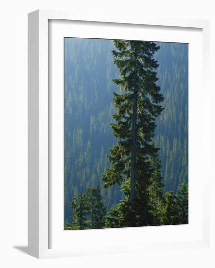 Old-Growth Forest Above Chinook Creek, Mount Rainier National Park, Washington, USA-Scott T. Smith-Framed Photographic Print