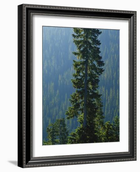Old-Growth Forest Above Chinook Creek, Mount Rainier National Park, Washington, USA-Scott T. Smith-Framed Photographic Print