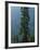 Old-Growth Forest Above Chinook Creek, Mount Rainier National Park, Washington, USA-Scott T. Smith-Framed Photographic Print