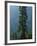 Old-Growth Forest Above Chinook Creek, Mount Rainier National Park, Washington, USA-Scott T. Smith-Framed Photographic Print