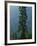 Old-Growth Forest Above Chinook Creek, Mount Rainier National Park, Washington, USA-Scott T. Smith-Framed Photographic Print