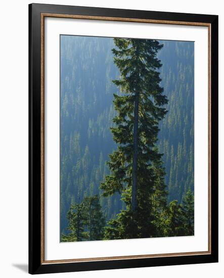 Old-Growth Forest Above Chinook Creek, Mount Rainier National Park, Washington, USA-Scott T. Smith-Framed Photographic Print