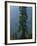 Old-Growth Forest Above Chinook Creek, Mount Rainier National Park, Washington, USA-Scott T. Smith-Framed Photographic Print