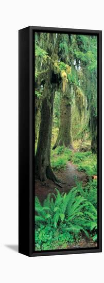 Old Growth Forest at Washington's Olympic National Forest-null-Framed Stretched Canvas