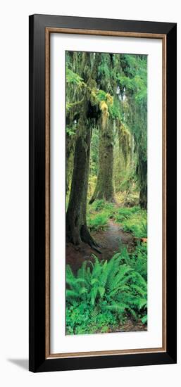 Old Growth Forest at Washington's Olympic National Forest-null-Framed Photographic Print