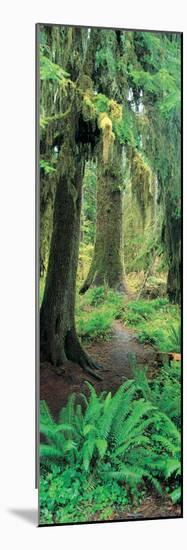 Old Growth Forest at Washington's Olympic National Forest-null-Mounted Photographic Print