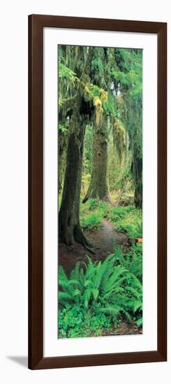 Old Growth Forest at Washington's Olympic National Forest-null-Framed Photographic Print