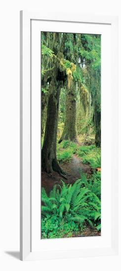 Old Growth Forest at Washington's Olympic National Forest-null-Framed Photographic Print