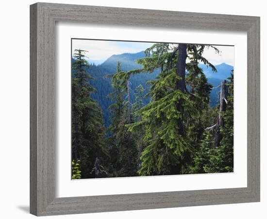 Old Growth Forest, Cascade Mountains, Opal Creek Wilderness, Willamette National Forest, Oregon, US-Scott T. Smith-Framed Photographic Print