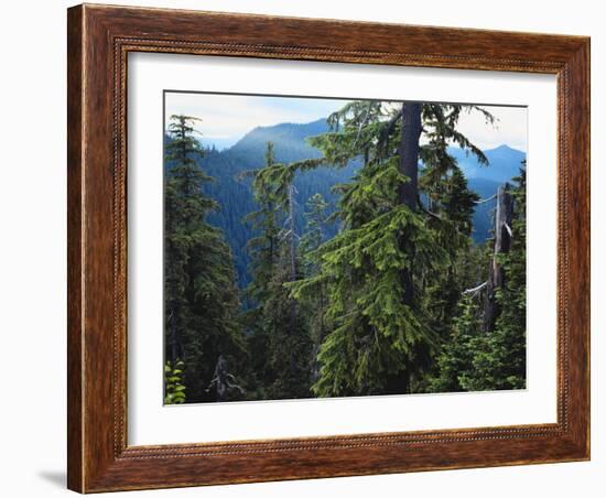Old Growth Forest, Cascade Mountains, Opal Creek Wilderness, Willamette National Forest, Oregon, US-Scott T. Smith-Framed Photographic Print