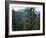 Old Growth Forest, Cascade Mountains, Opal Creek Wilderness, Willamette National Forest, Oregon, US-Scott T. Smith-Framed Photographic Print