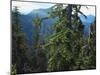 Old Growth Forest, Cascade Mountains, Opal Creek Wilderness, Willamette National Forest, Oregon, US-Scott T. Smith-Mounted Photographic Print