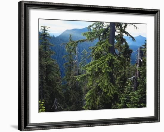 Old Growth Forest, Cascade Mountains, Opal Creek Wilderness, Willamette National Forest, Oregon, US-Scott T. Smith-Framed Photographic Print