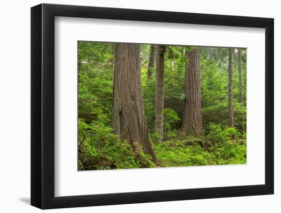 Old Growth forest in Heart O' the Hills, Olympic National Park, Washington State-Alan Majchrowicz-Framed Photographic Print