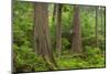 Old Growth forest in Heart O' the Hills, Olympic National Park, Washington State-Alan Majchrowicz-Mounted Photographic Print