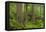 Old Growth forest in Heart O' the Hills, Olympic National Park, Washington State-Alan Majchrowicz-Framed Premier Image Canvas