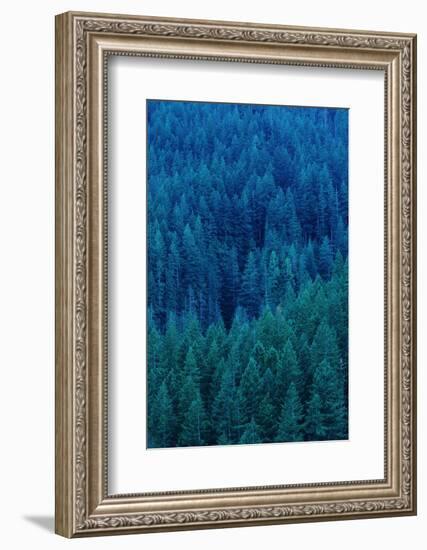 Old Growth Forest in Washington's Olympic National Forest-Paul Souders-Framed Photographic Print