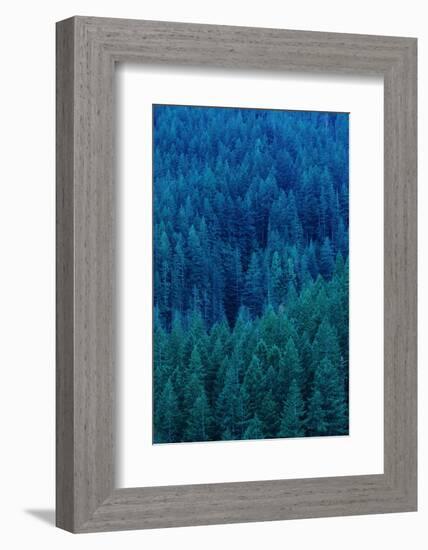 Old Growth Forest in Washington's Olympic National Forest-Paul Souders-Framed Photographic Print