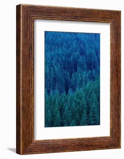 Old Growth Forest in Washington's Olympic National Forest-Paul Souders-Framed Photographic Print