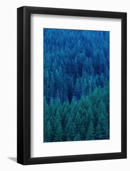 Old Growth Forest in Washington's Olympic National Forest-Paul Souders-Framed Photographic Print