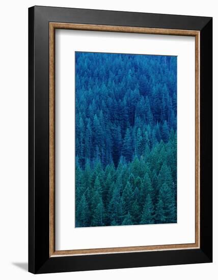 Old Growth Forest in Washington's Olympic National Forest-Paul Souders-Framed Photographic Print