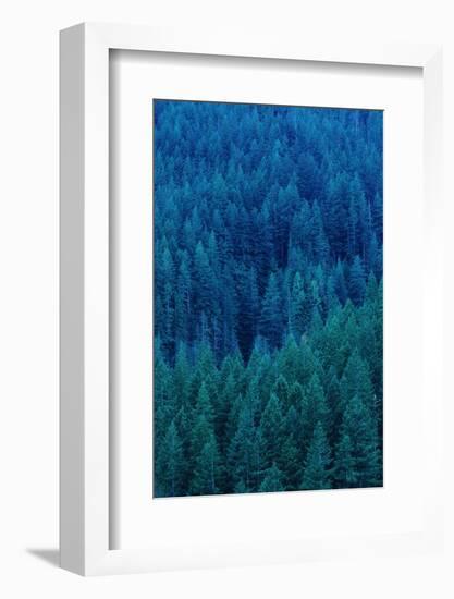 Old Growth Forest in Washington's Olympic National Forest-Paul Souders-Framed Photographic Print