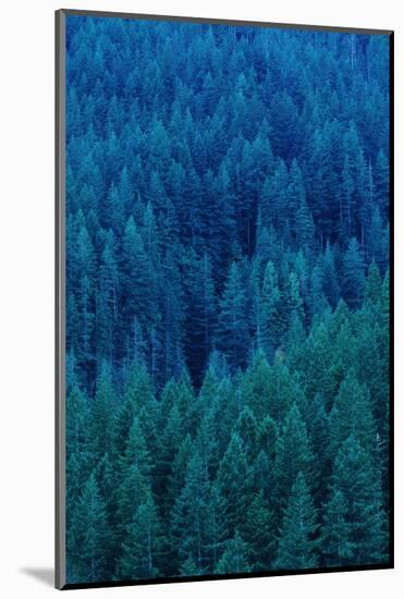 Old Growth Forest in Washington's Olympic National Forest-Paul Souders-Mounted Photographic Print