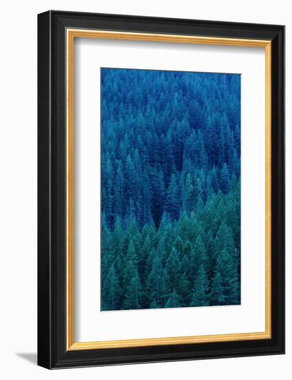 Old Growth Forest in Washington's Olympic National Forest-Paul Souders-Framed Photographic Print