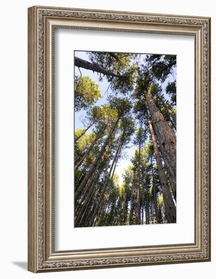 Old growth forest, Itasca State Park, Minnesota-Gayle Harper-Framed Photographic Print