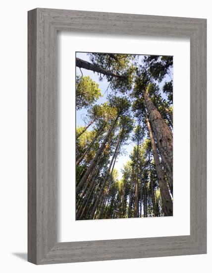 Old growth forest, Itasca State Park, Minnesota-Gayle Harper-Framed Photographic Print