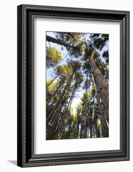 Old growth forest, Itasca State Park, Minnesota-Gayle Harper-Framed Photographic Print