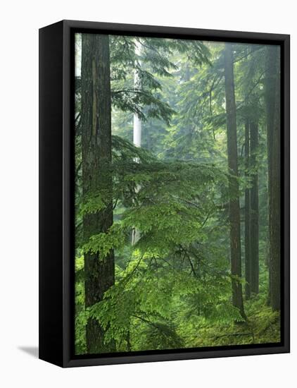 Old growth forest, Mt. Rainier National Park, Washington, USA-Charles Gurche-Framed Premier Image Canvas