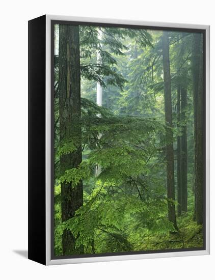 Old growth forest, Mt. Rainier National Park, Washington, USA-Charles Gurche-Framed Premier Image Canvas