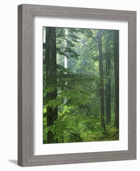 Old growth forest, Mt. Rainier National Park, Washington, USA-Charles Gurche-Framed Photographic Print