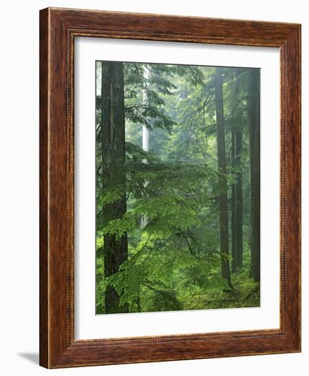 Old growth forest, Mt. Rainier National Park, Washington, USA-Charles Gurche-Framed Photographic Print