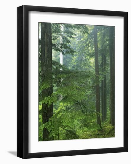 Old growth forest, Mt. Rainier National Park, Washington, USA-Charles Gurche-Framed Photographic Print